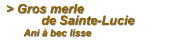 Gros merle de Sainte-Lucie