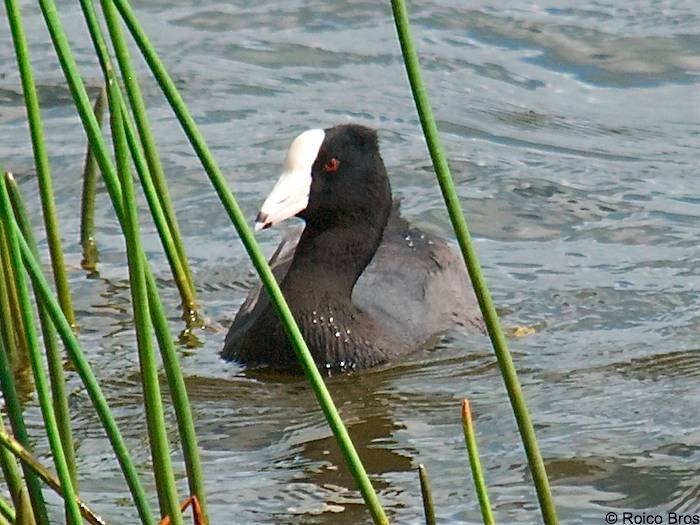 Poule d'eau à cachet blanc