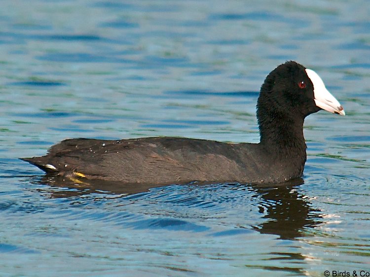 Poule d'eau à cachet blanc