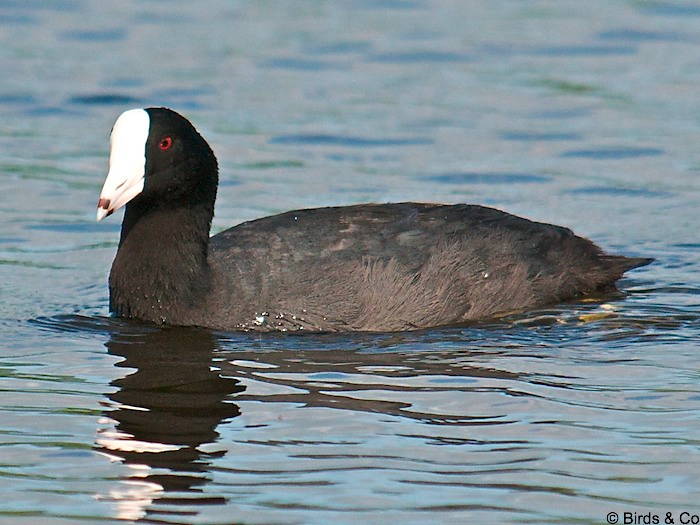 Poule d'eau à cachet blanc