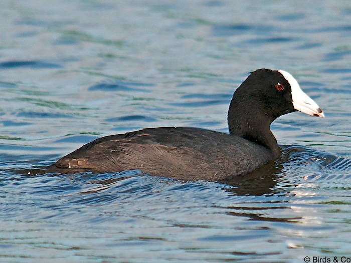 Poule d'eau à cachet blanc