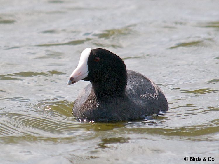 Poule d'eau à cachet blanc