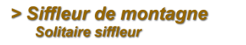 Siffleur de montagne 