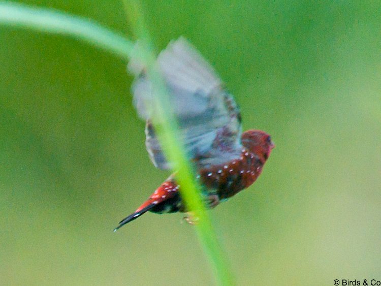 Bengali rouge