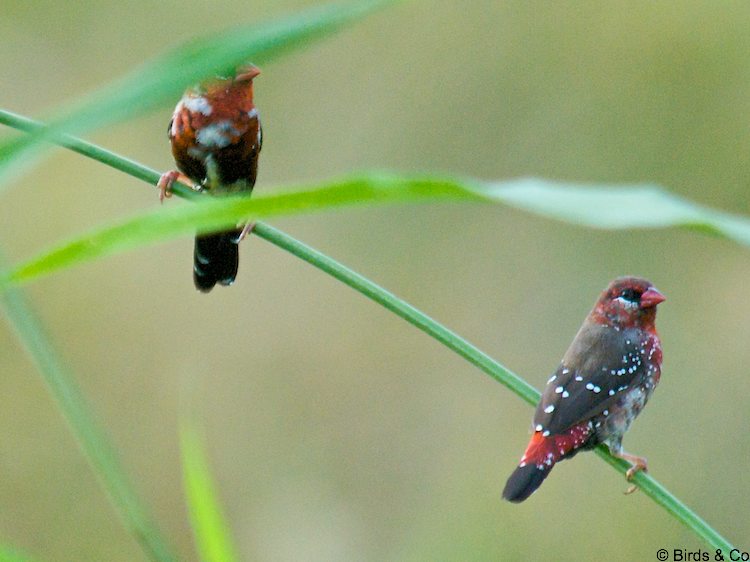 Bengali rouge