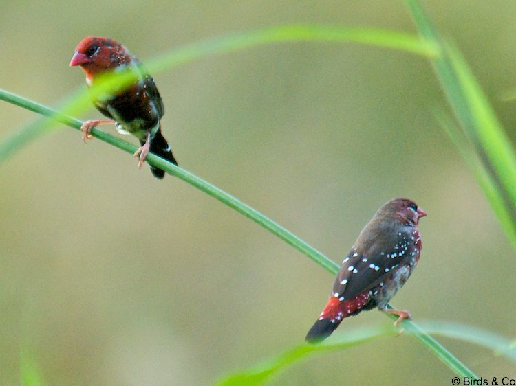 Bengali rouge