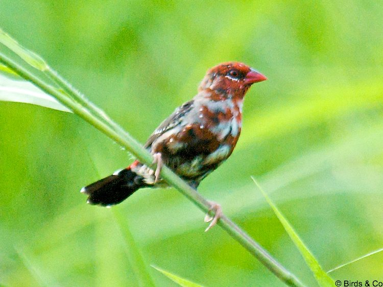 Bengali rouge