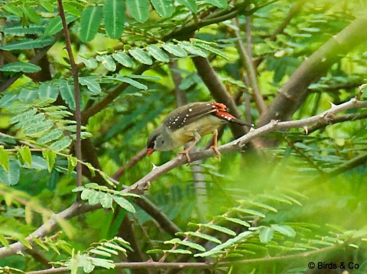 Bengali rouge