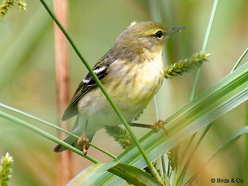 Paruline rayée