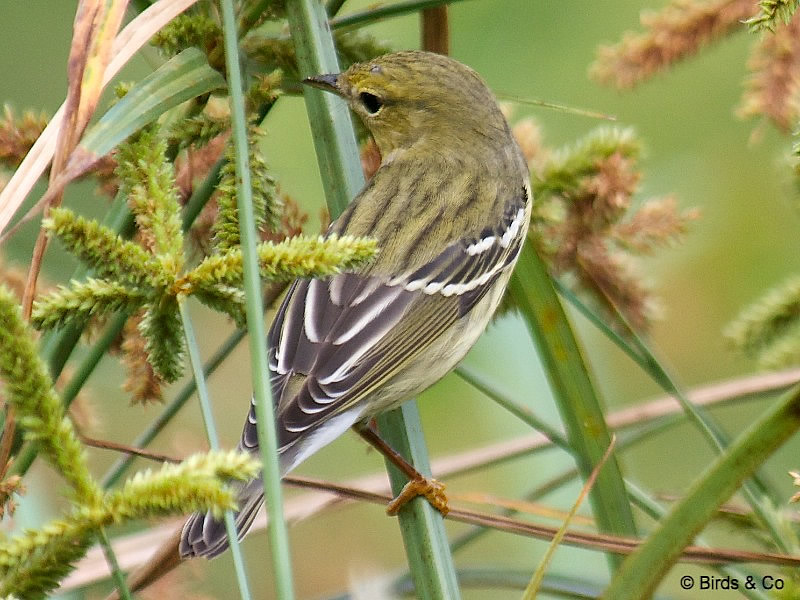 Paruline rayée