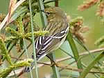 Paruline rayée