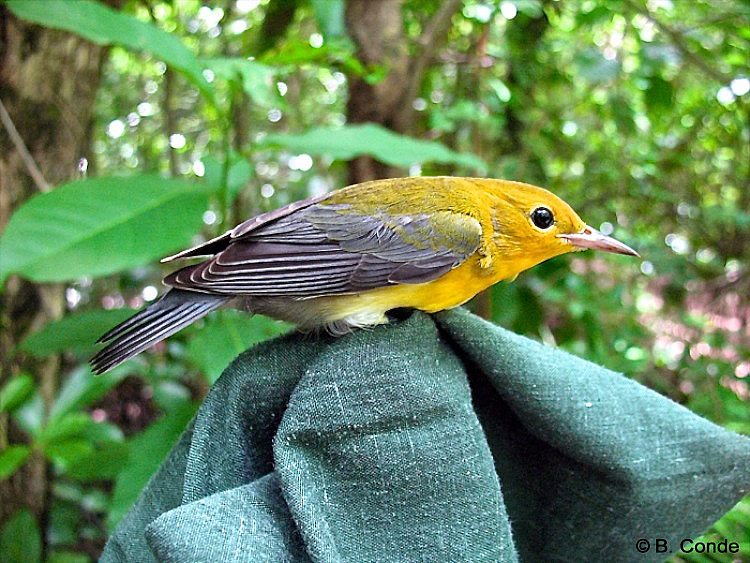 Paruline orangée