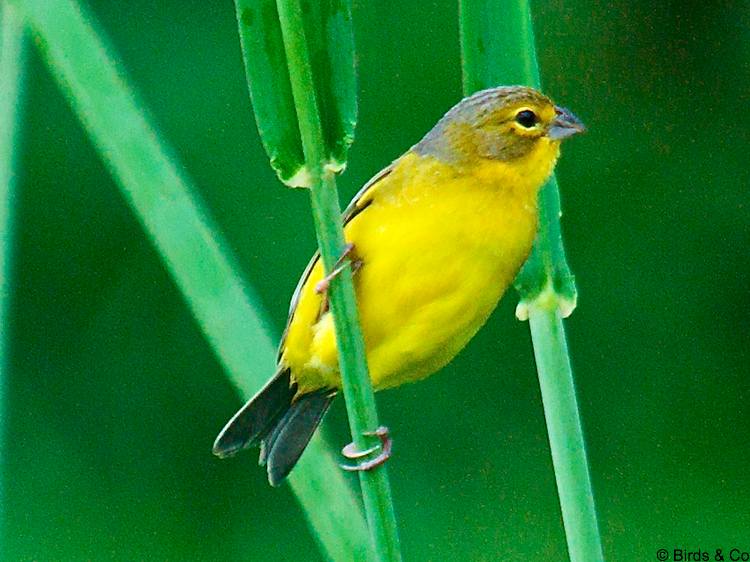 Perruche jaune