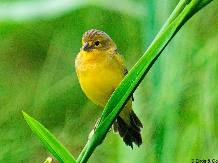 Perruche jaune