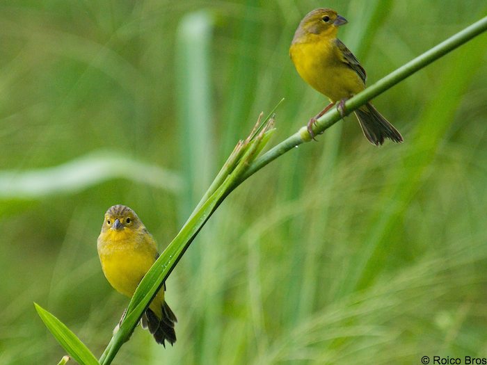 Perruche jaune