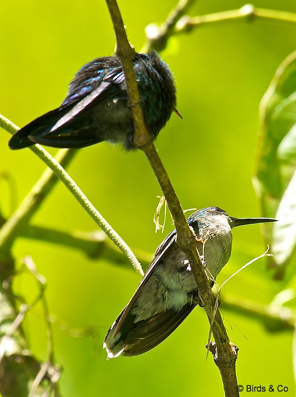 Colibri à tête bleue