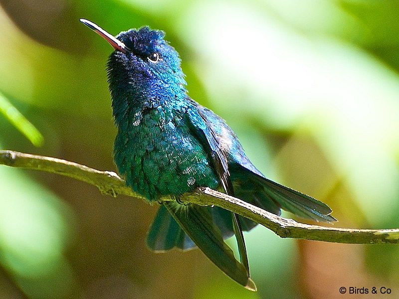 Colibri à tête bleue