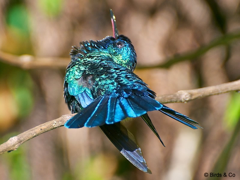 Colibri à tête bleue