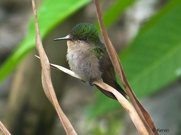 Colibri huppé