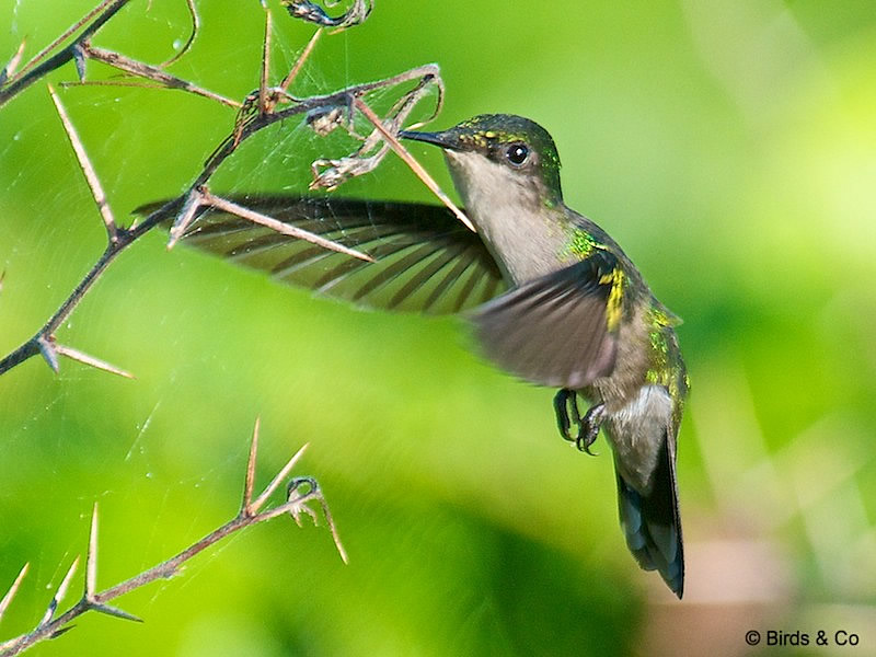 Colibri huppé