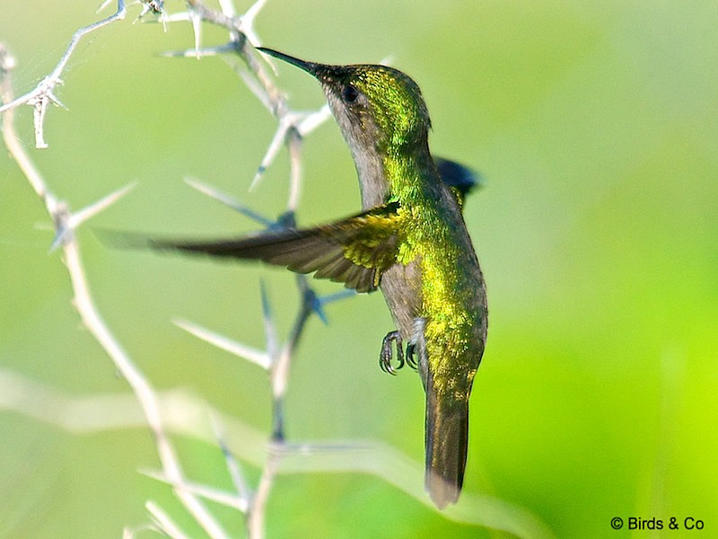 Colibri huppé