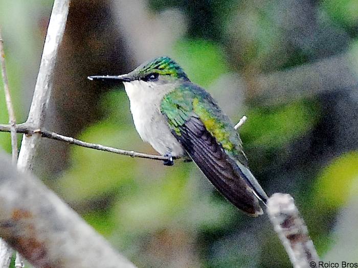 Colibri huppé