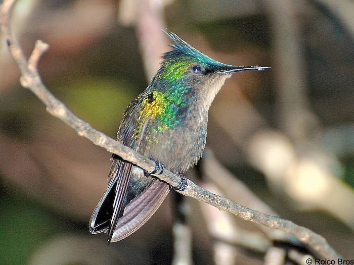 Colibri huppé