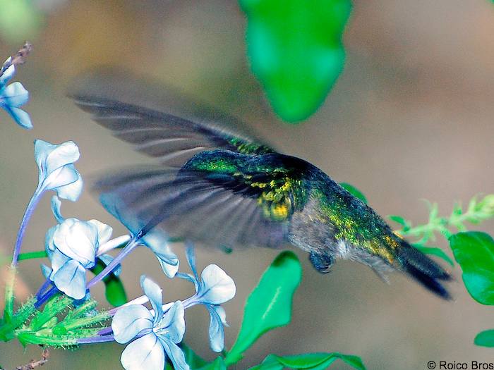 Colibri huppé