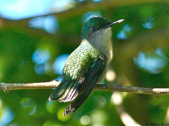 Colibri huppé