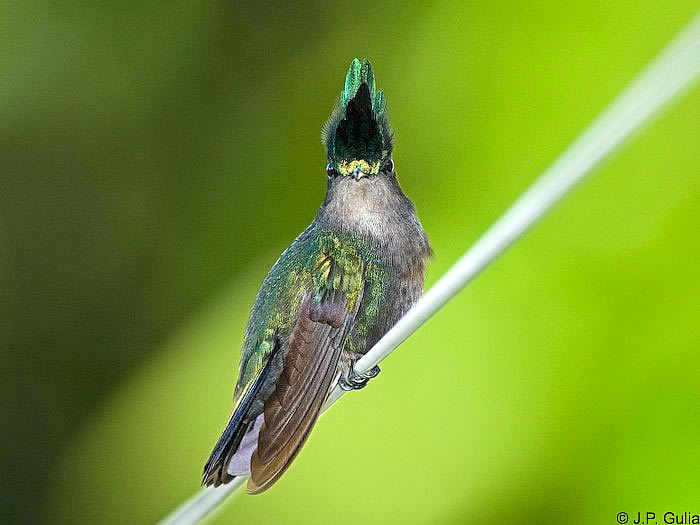 Colibri huppé