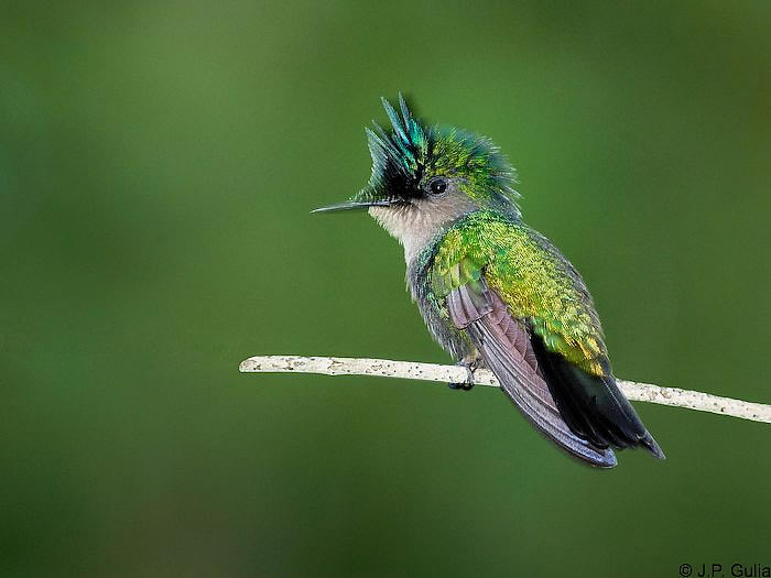 Colibri huppé